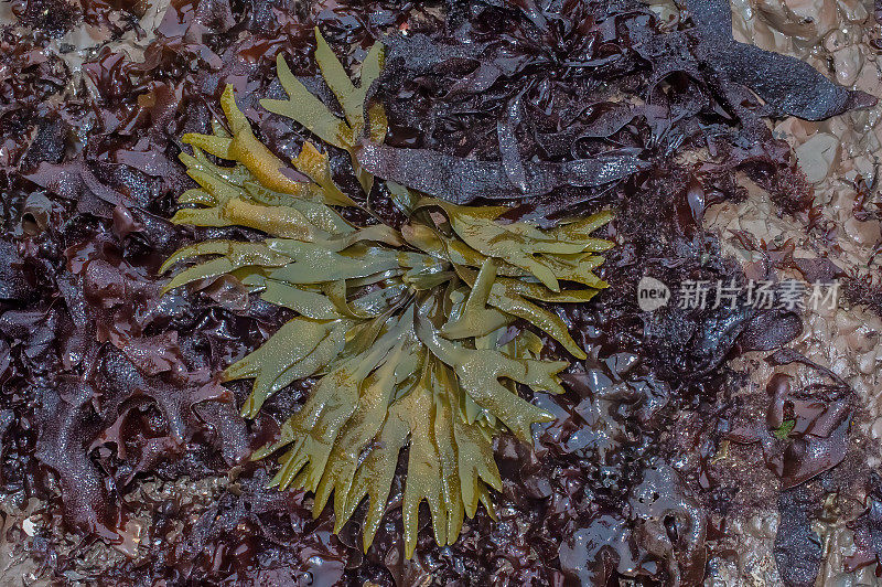 岩藻(Fucus distichus)是岩藻科的一种褐藻，生长于北半球岩石海岸的潮间带，多见于岩石池中。达克斯伯里礁国家海洋保护区，马林县，加利福尼亚